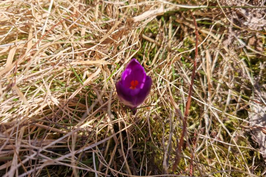 Pierwszy Dzień Wiosny