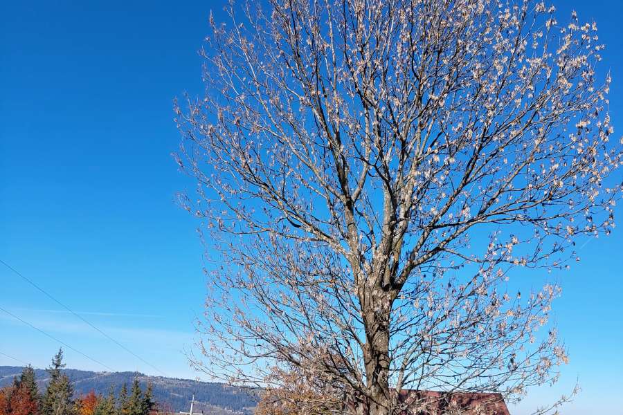 Światowy Dzień Drzewa 2022