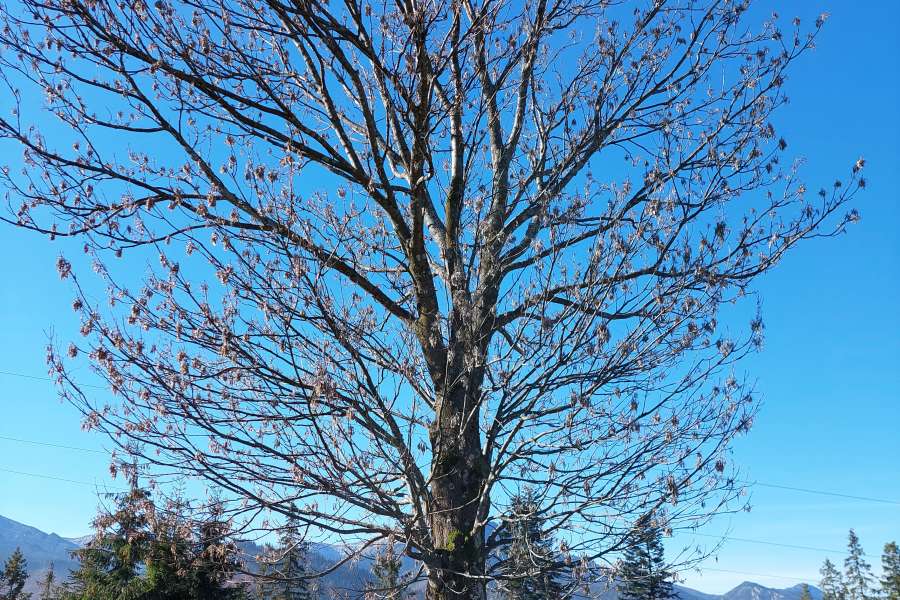 Światowy Dzień Drzewa 2022