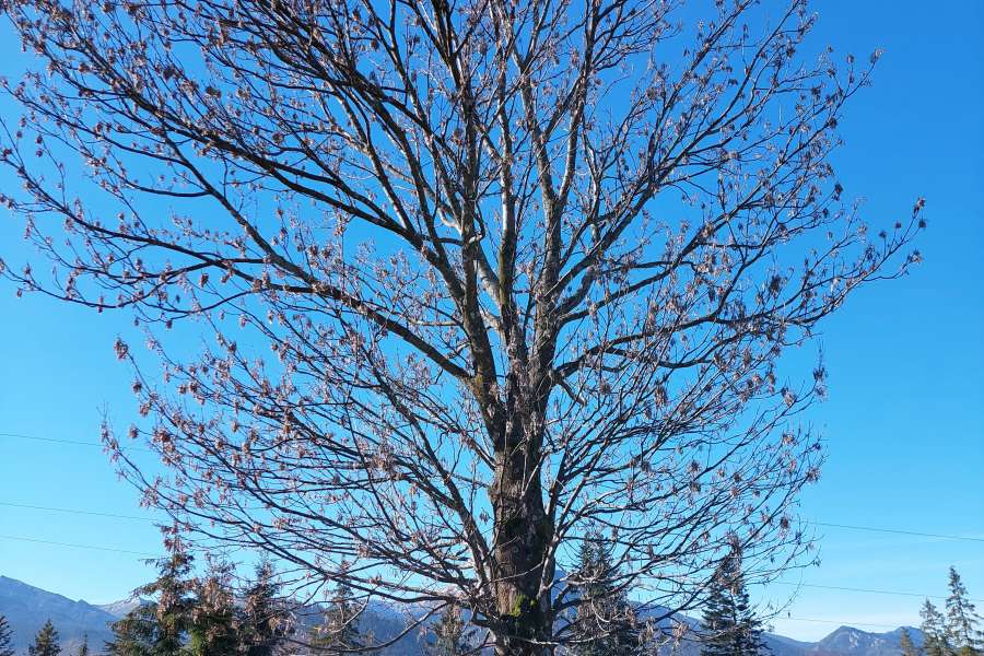 Światowy Dzień Drzewa 2022